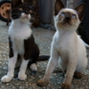 岩黒島ねこ