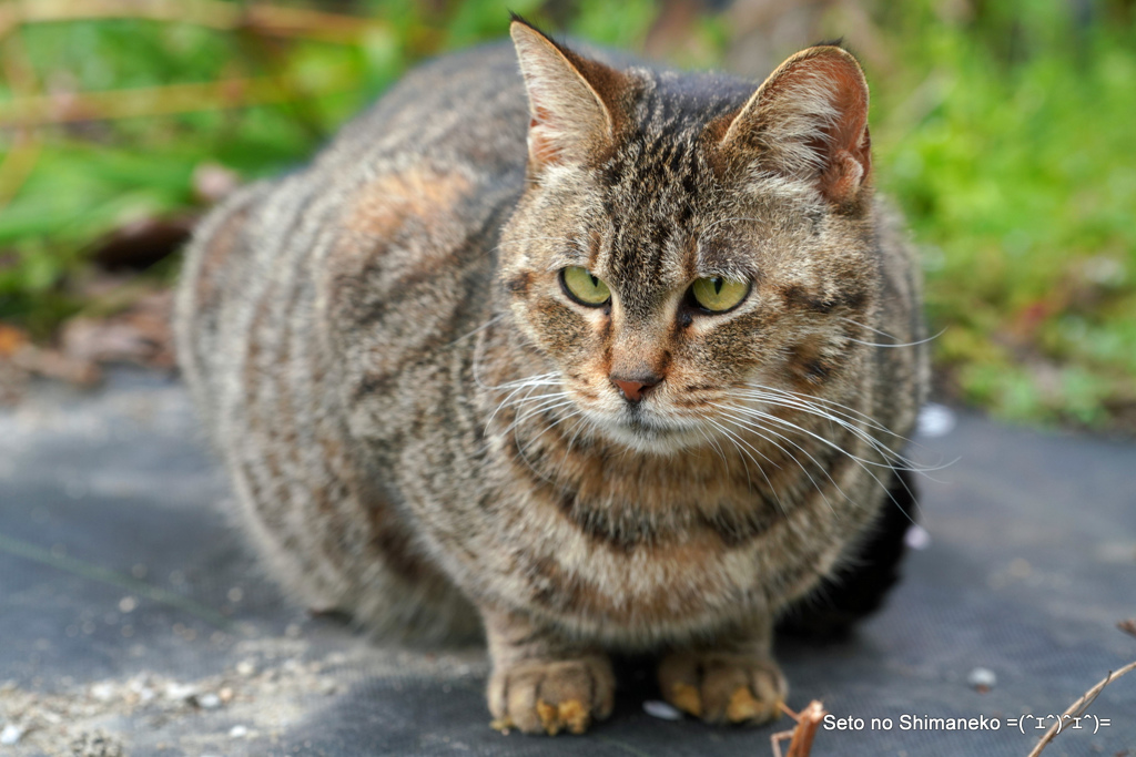 坂道の猫　尾道ニャン