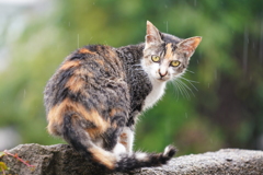 雨の日の島猫