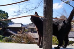 京都の猫ークロ