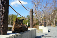京都の街猫