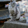 坂道の猫