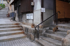 坂道の猫