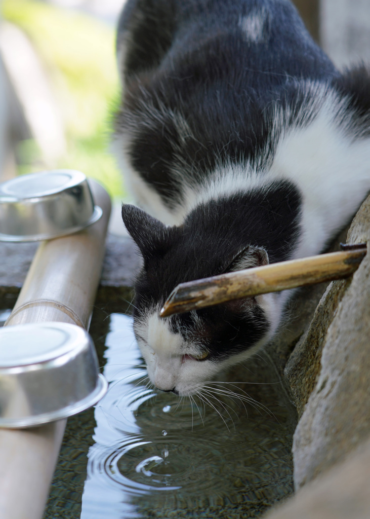 猫神さんのニャン