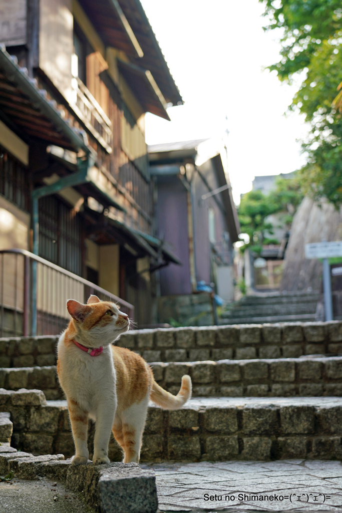 尾道・坂道の猫