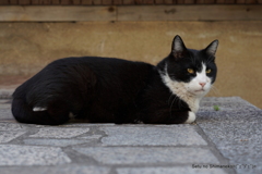 坂の上の猫