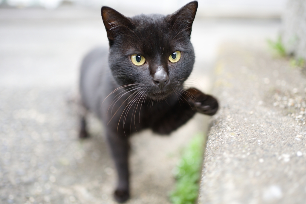 ご近所猫