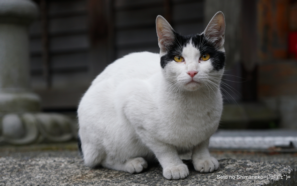 小樽にゃんこ