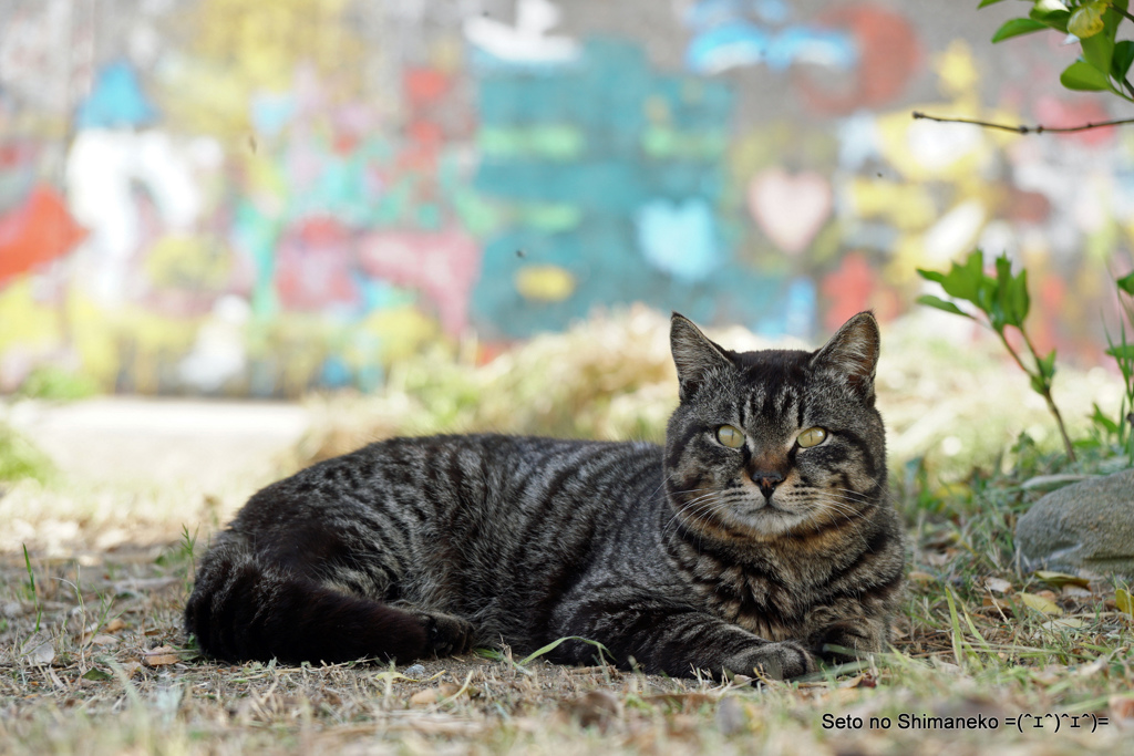 島の猫　サバトラ