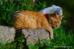 尾道の猫