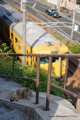 猫と電車