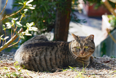 京都の猫　キジトラ