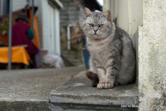 坂道の猫　サバトラ