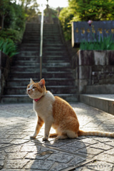 尾道・坂道の猫