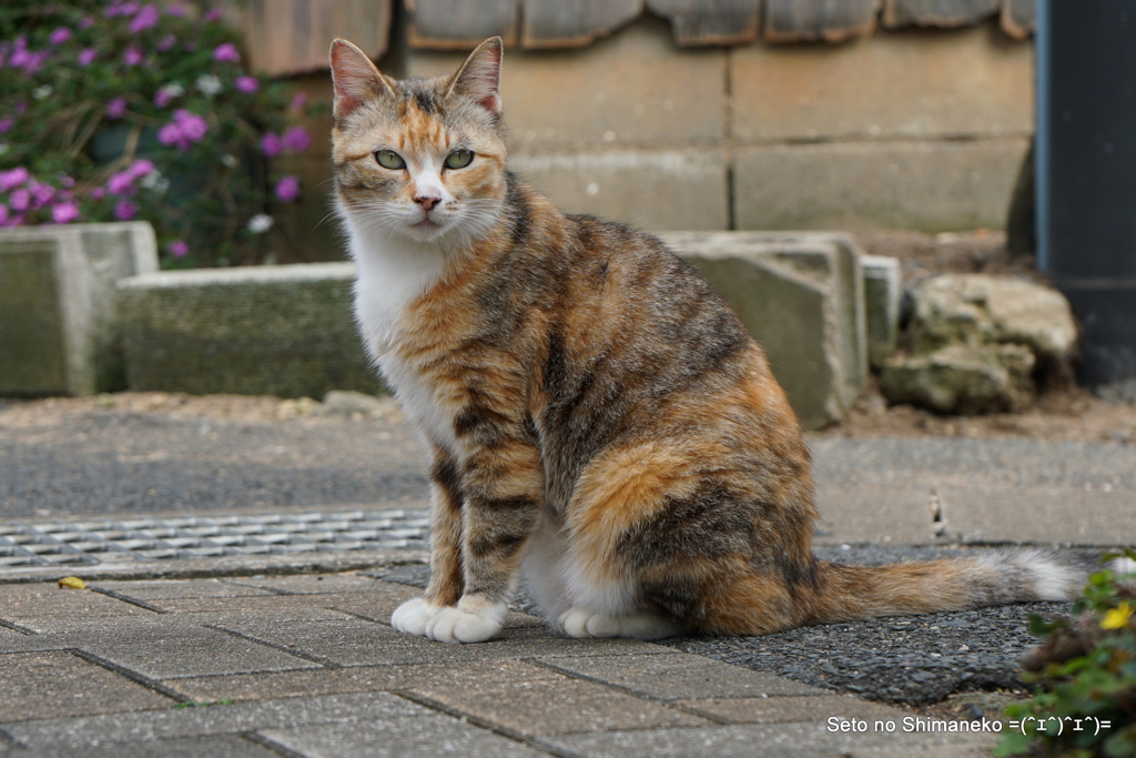 島の猫