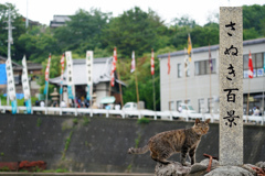 瀬戸の島猫