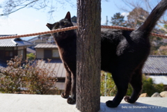 京都の猫ークロ