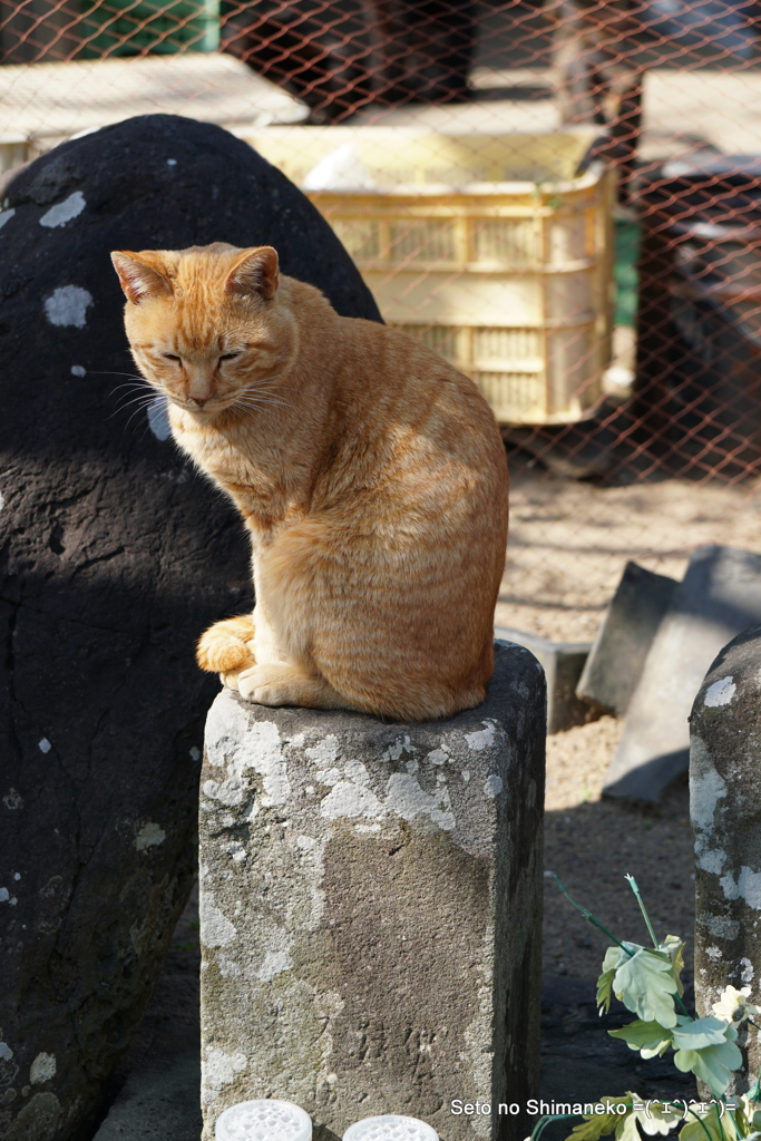 島の猫