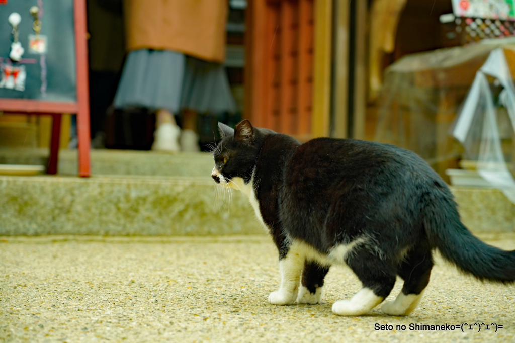 京都の猫