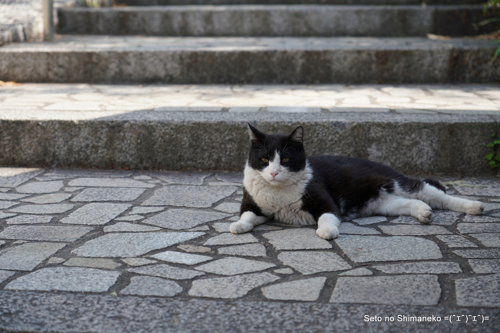 坂の上の猫