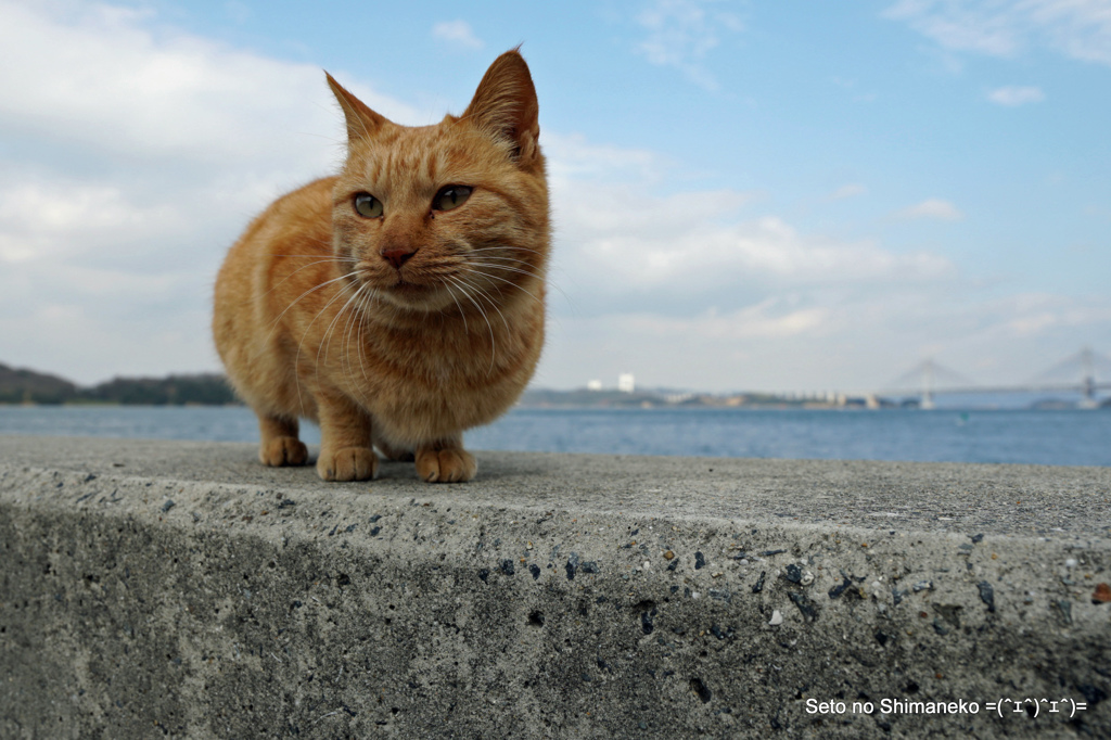 茶トラ　A2-DSC00100