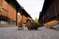 街並みと猫家族