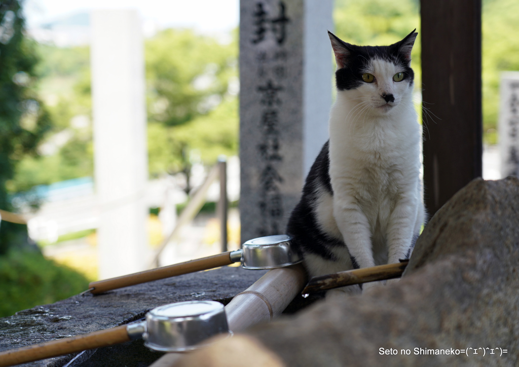 猫神さんのニャン