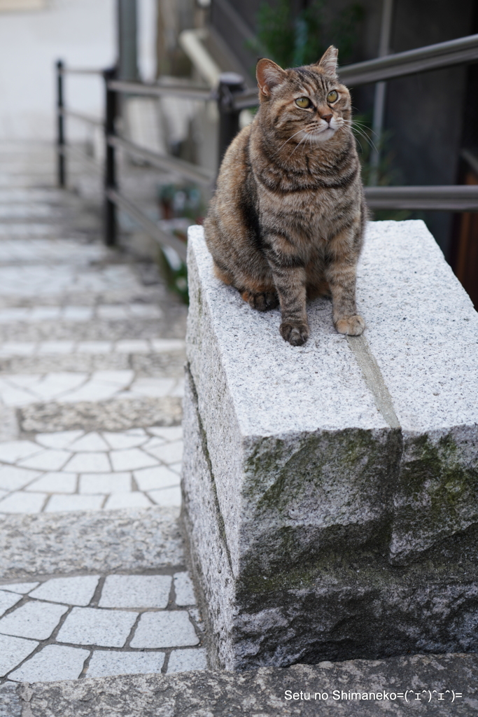 坂の上の猫