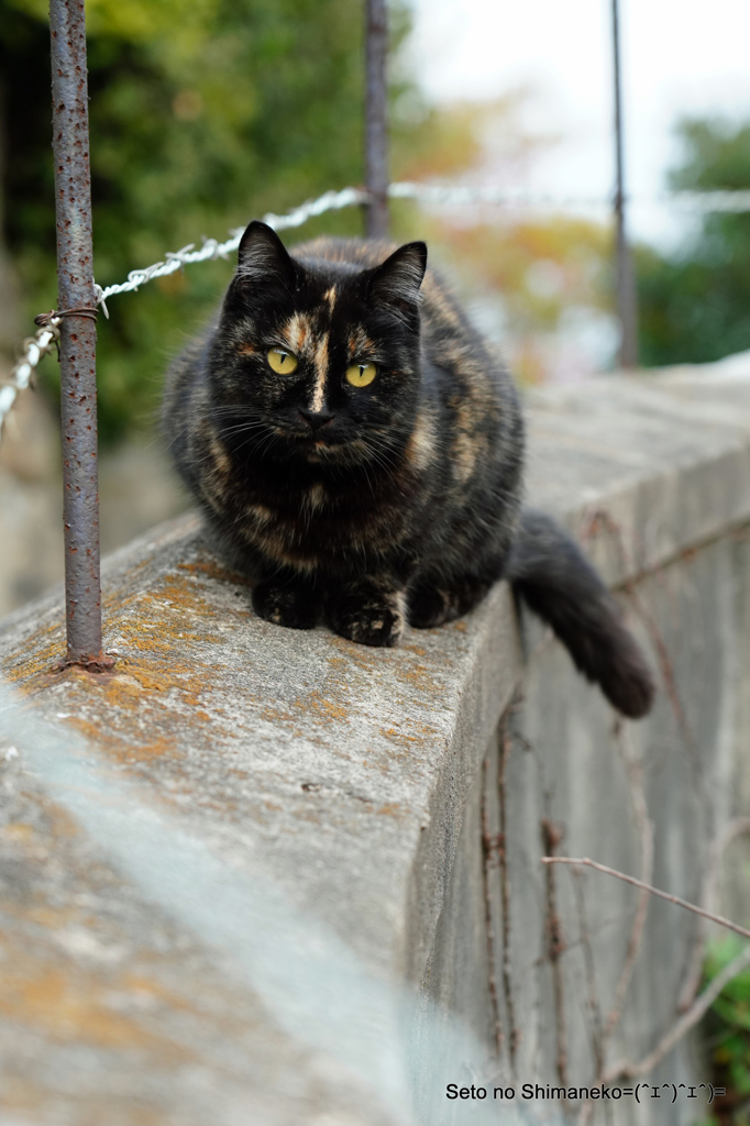 坂道の猫　サビ