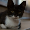岩黒島　ねこ