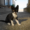 岩黒島の黒白ねこ