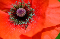 Ｒｅｄ