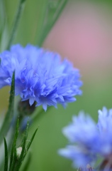 Centaurea cyanus