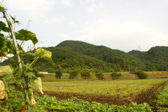 土地
