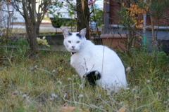牛猫