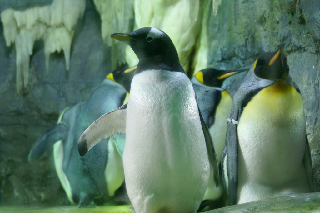 ペンギン