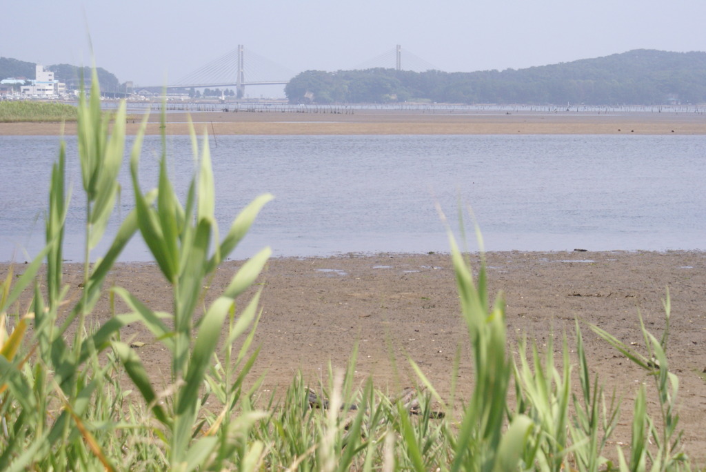 引き潮
