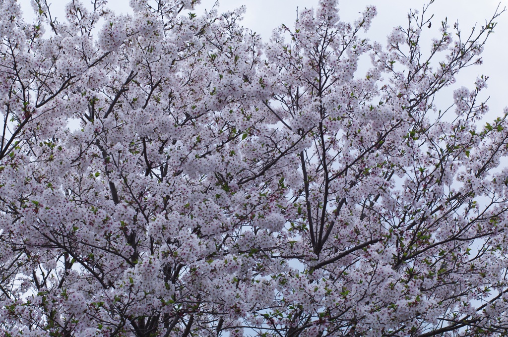 桜