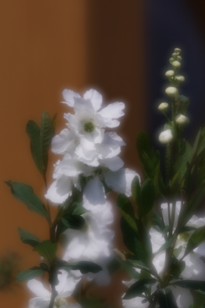 お花