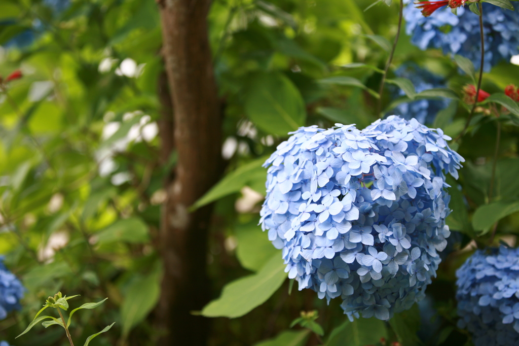 紫陽花