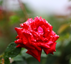 雨つゆの薔薇