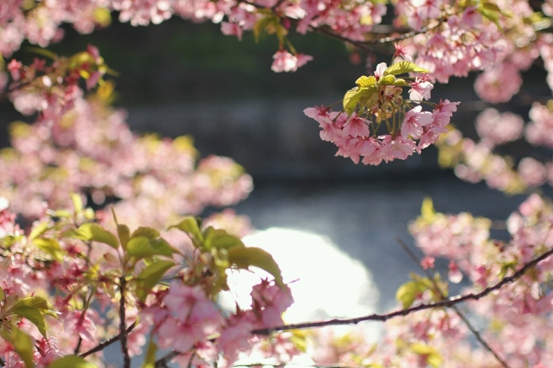 さくら、さくら