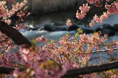 春とさくらと川のきらめき