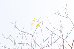 「IMG_2347