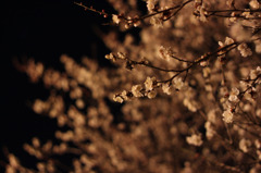 夜桜