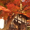 秋の香り