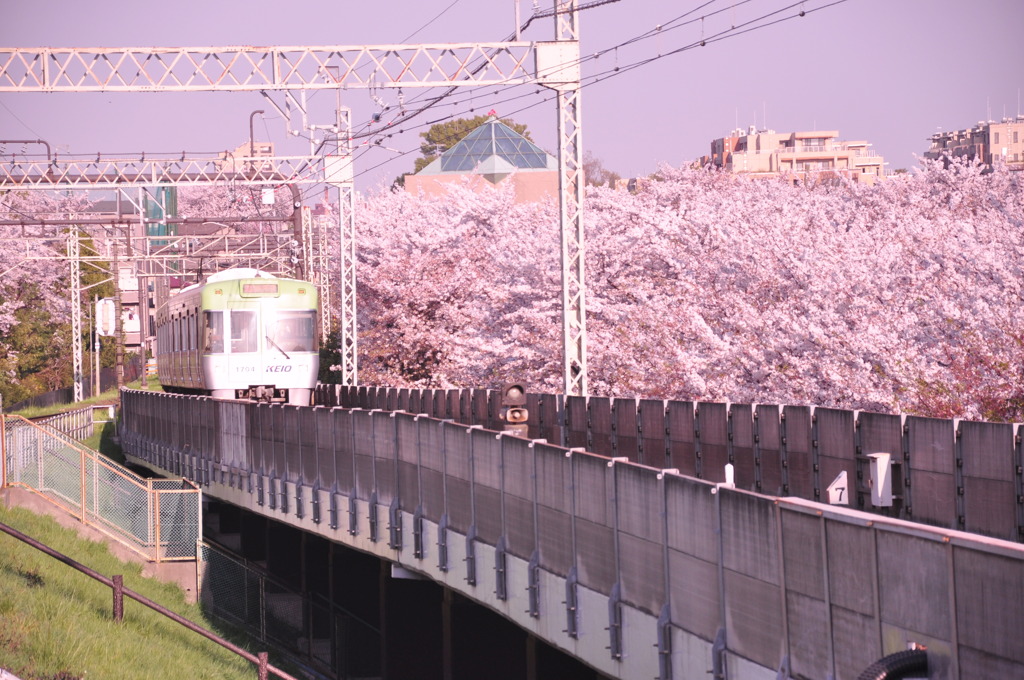 春を駆ける