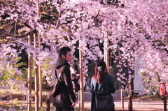 桜の下の恋人