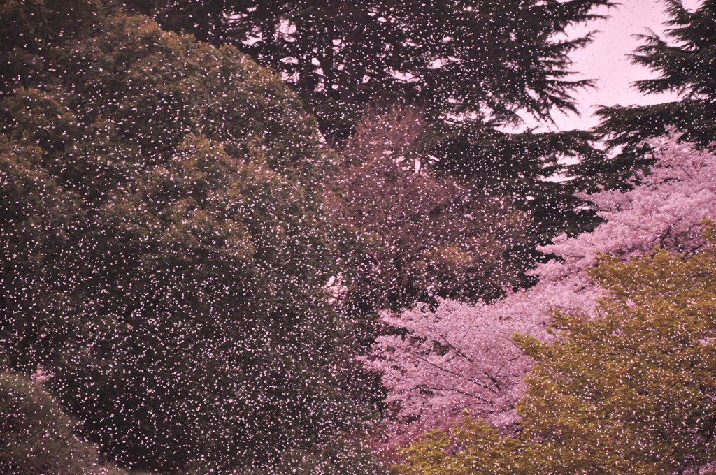 桜吹雪