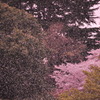 桜吹雪